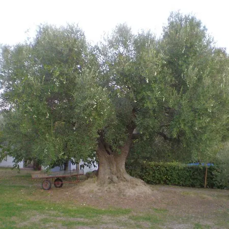 Bed & Breakfast Trecentolivi Montignano