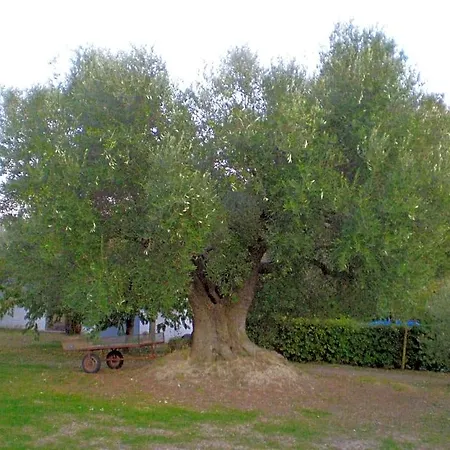 Trecentolivi Bed & Breakfast Montignano