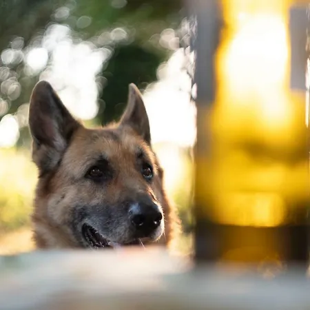 Bed & Breakfast Trecentolivi Montignano