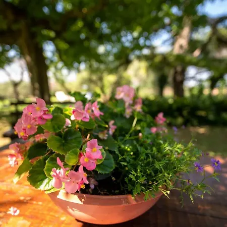 Trecentolivi Bed & Breakfast 3*