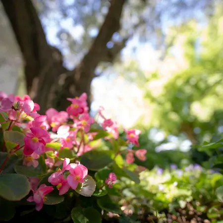 Bed & Breakfast Trecentolivi Montignano