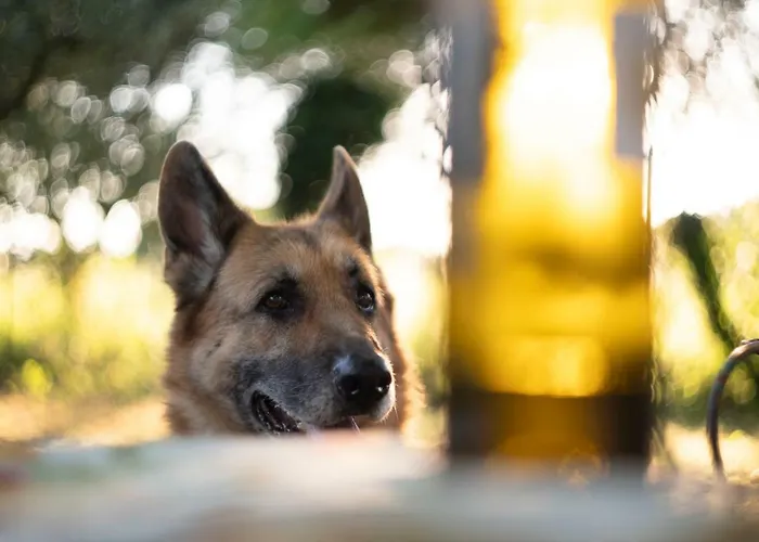 Couette-café Trecentolivi Montignano