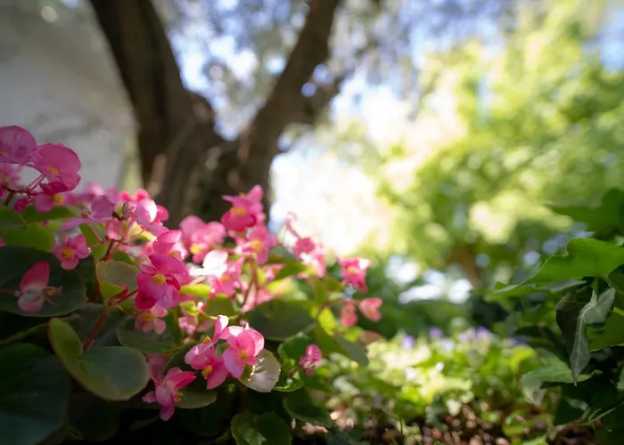 Couette-café Trecentolivi Montignano